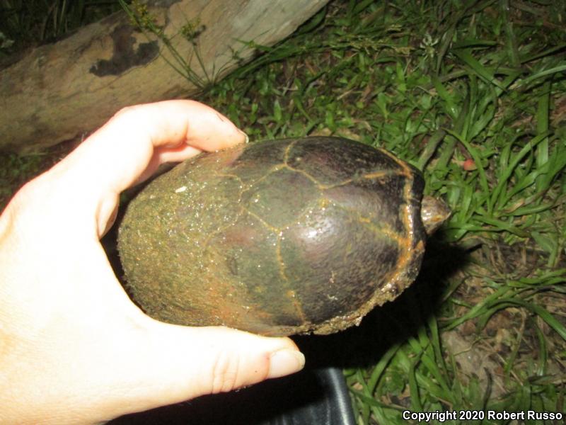 Eastern Musk Turtle (Sternotherus odoratus)