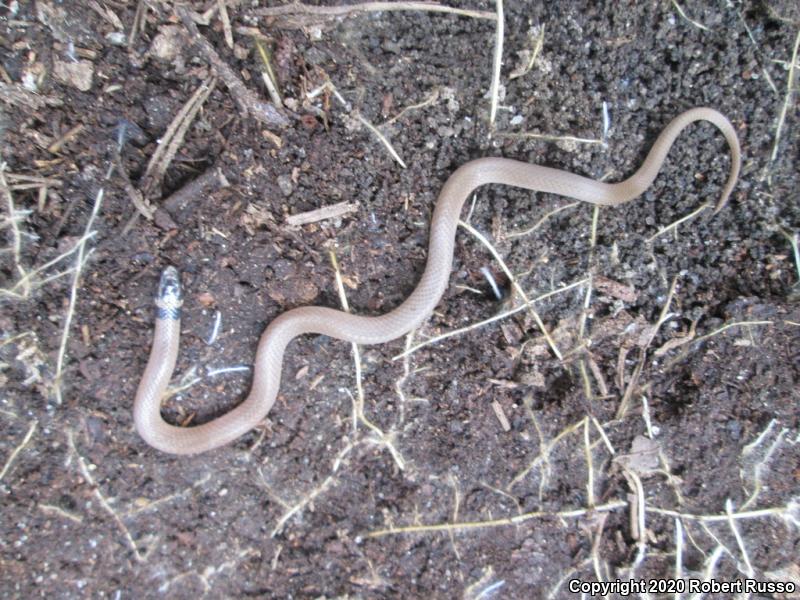 Southeastern Crowned Snake (Tantilla coronata)