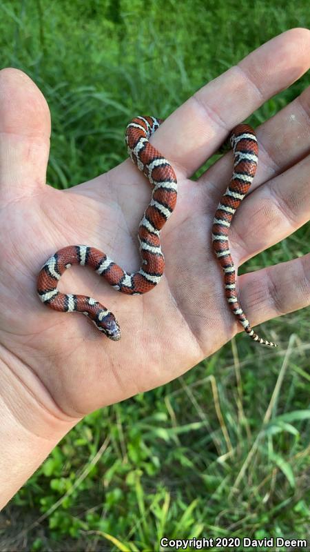 Eastern Milksnake (Lampropeltis triangulum triangulum)