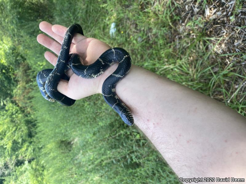 Eastern Kingsnake (Lampropeltis getula getula)