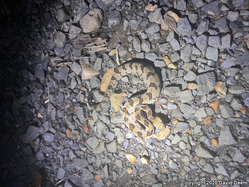 Timber Rattlesnake (Crotalus horridus)