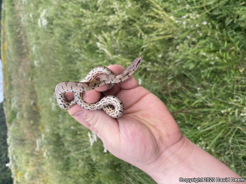 Mole Kingsnake (Lampropeltis calligaster rhombomaculata)