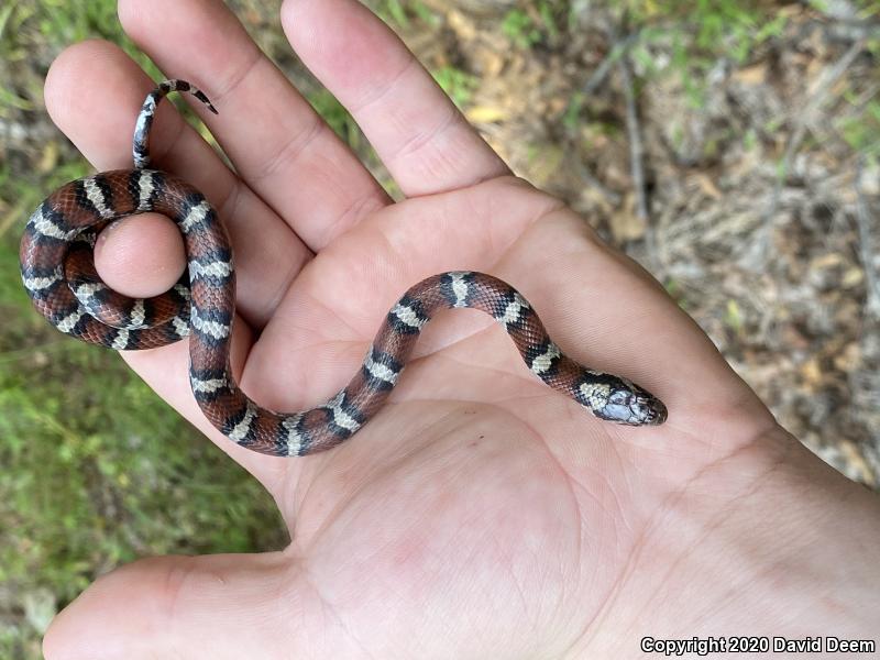 Eastern Milksnake (Lampropeltis triangulum triangulum)