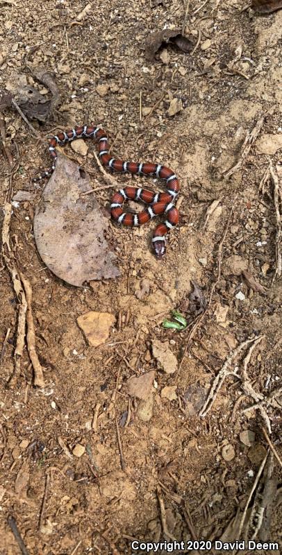 Eastern Milksnake (Lampropeltis triangulum triangulum)