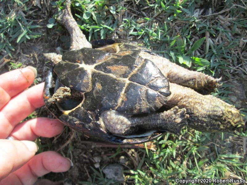 Eastern Musk Turtle (Sternotherus odoratus)