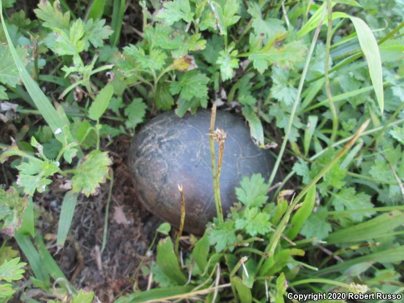 Eastern Musk Turtle (Sternotherus odoratus)