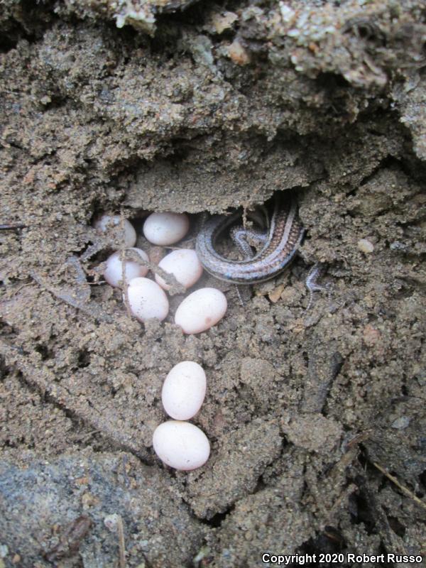 Five-lined Skink (Plestiodon fasciatus)