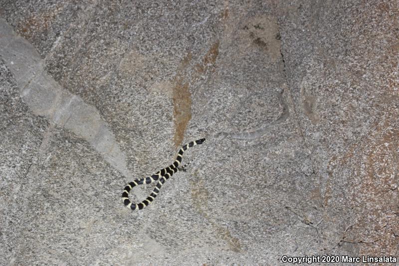 California Kingsnake (Lampropeltis getula californiae)