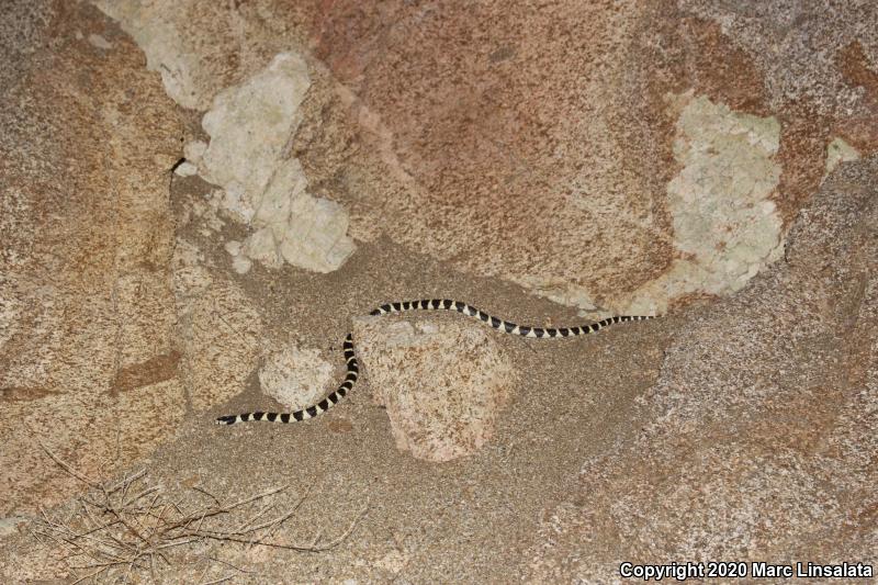 California Kingsnake (Lampropeltis getula californiae)