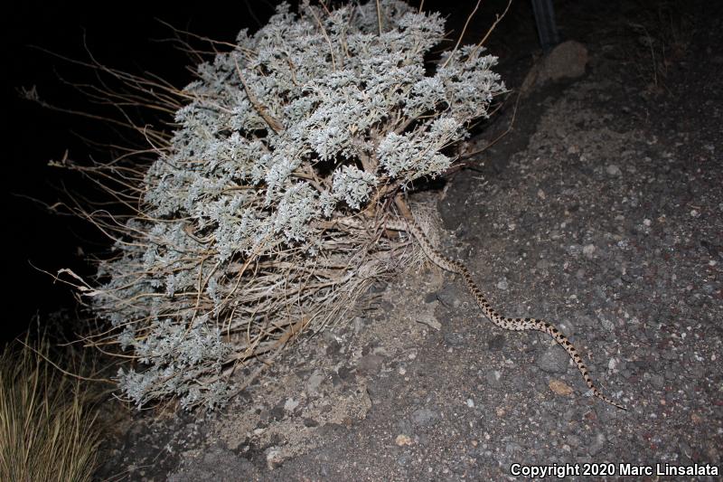 Great Basin Gopher Snake (Pituophis catenifer deserticola)