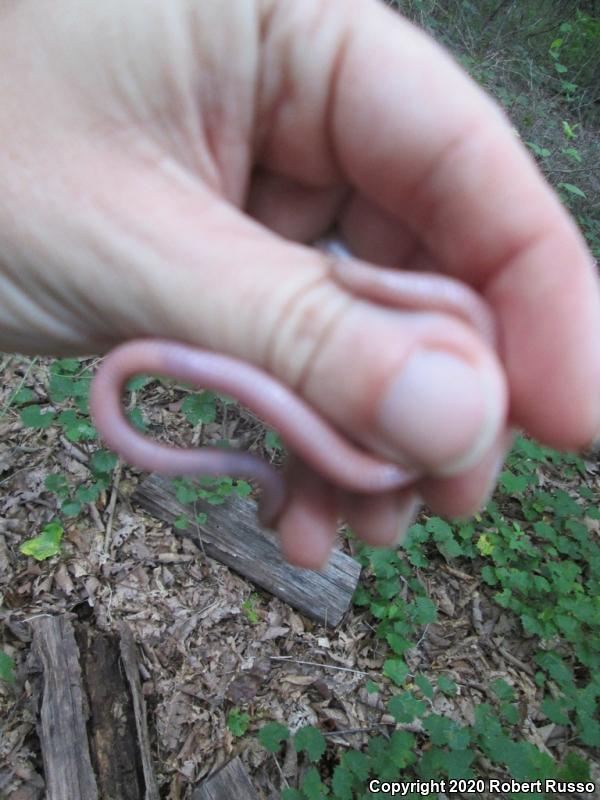 Eastern Wormsnake (Carphophis amoenus amoenus)