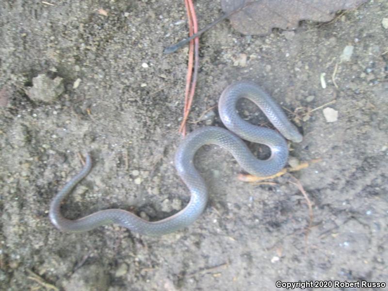 Eastern Wormsnake (Carphophis amoenus amoenus)