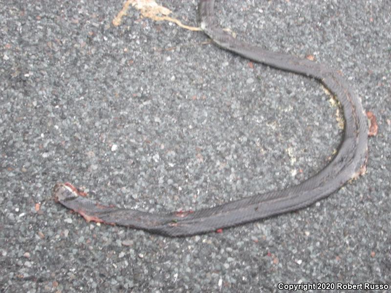 Northern  Black Racer (Coluber constrictor constrictor)