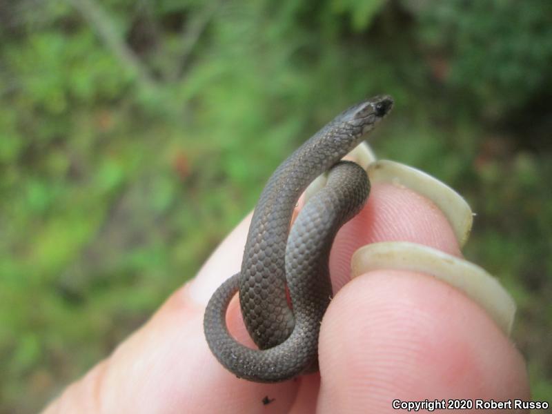 Smooth Earthsnake (Virginia valeriae)