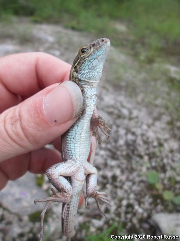 Six-lined Racerunner (Aspidoscelis sexlineata)