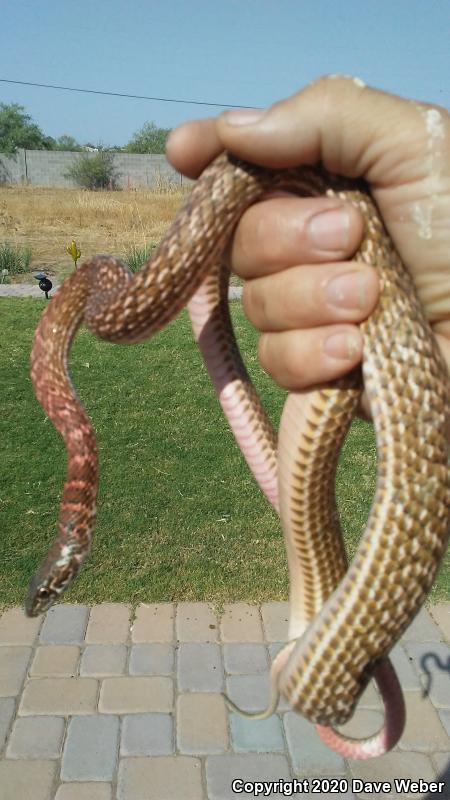 Sonoran Coachwhip (Coluber flagellum cingulum)