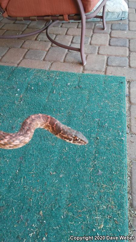 Sonoran Coachwhip (Coluber flagellum cingulum)