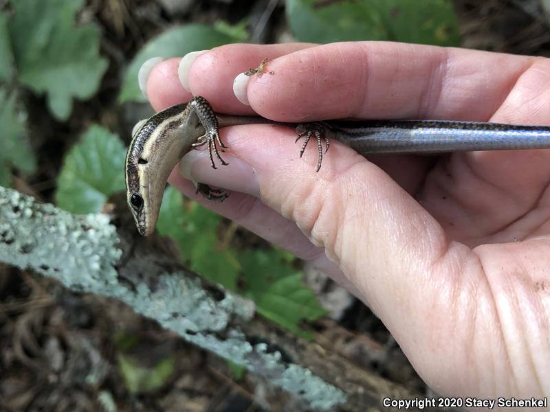 Five-lined Skink (Plestiodon fasciatus)