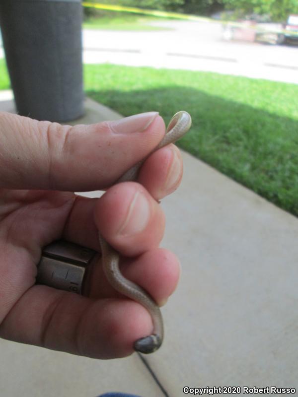 Southeastern Crowned Snake (Tantilla coronata)