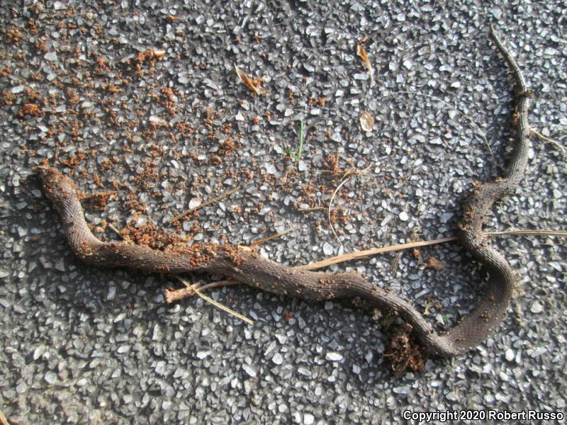 Rough Earthsnake (Virginia striatula)