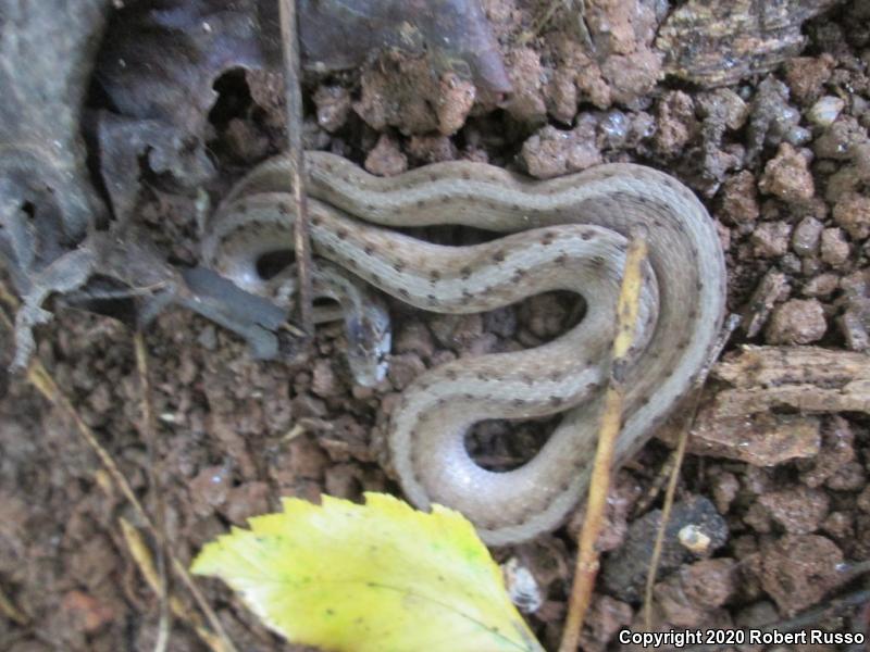 Dekay's Brownsnake (Storeria dekayi)