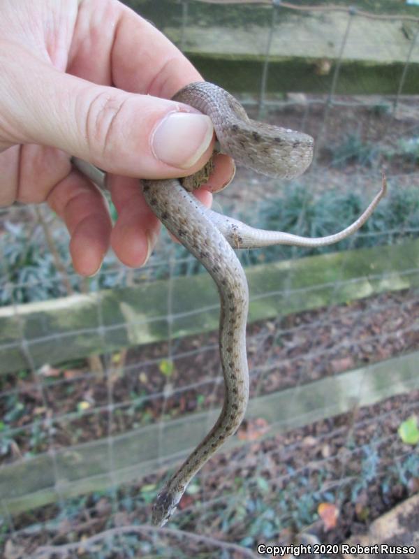 Dekay's Brownsnake (Storeria dekayi)