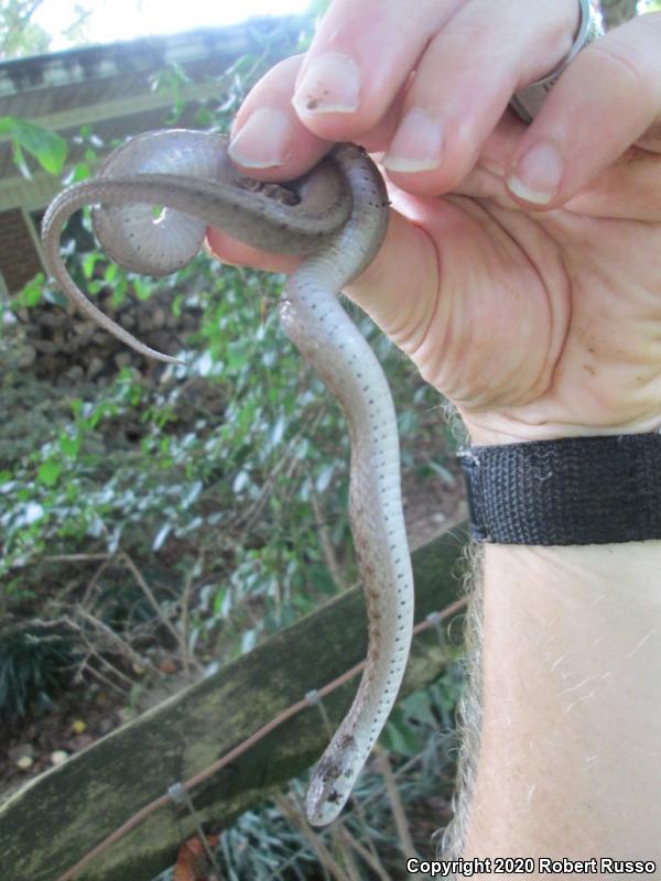 Dekay's Brownsnake (Storeria dekayi)