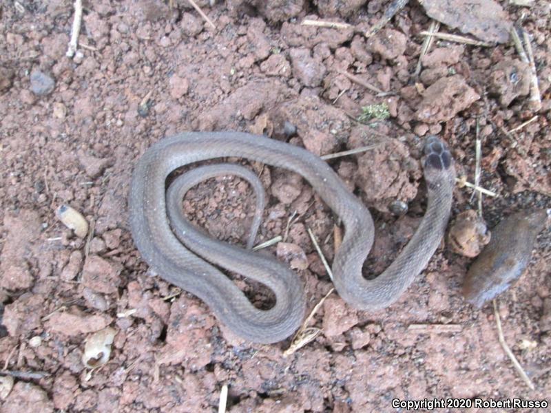 Dekay's Brownsnake (Storeria dekayi)