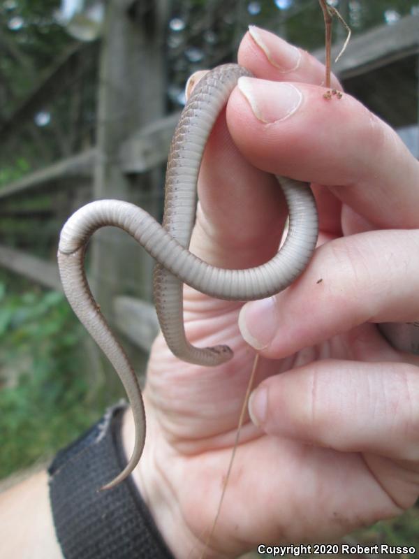 Dekay's Brownsnake (Storeria dekayi)