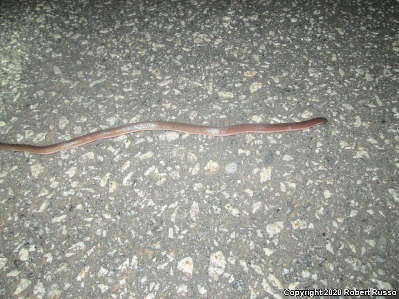 Eastern Wormsnake (Carphophis amoenus amoenus)