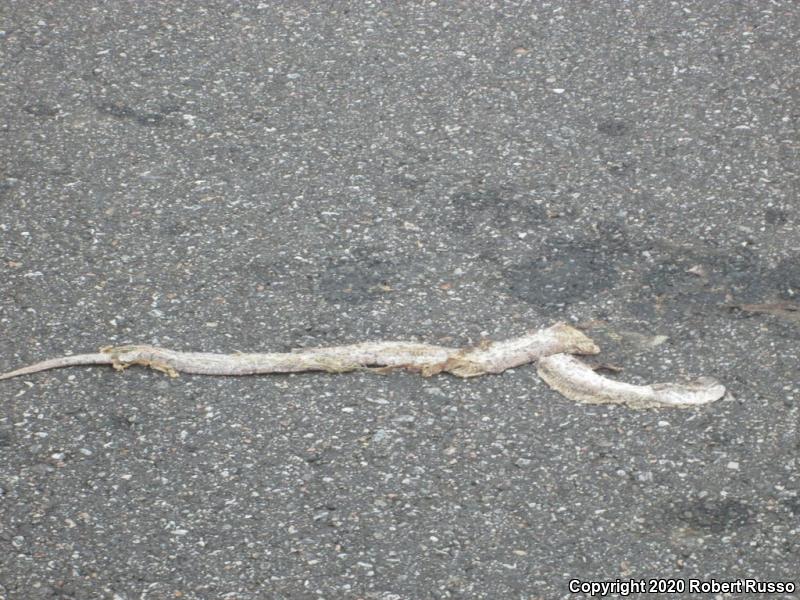 Mole Kingsnake (Lampropeltis calligaster rhombomaculata)