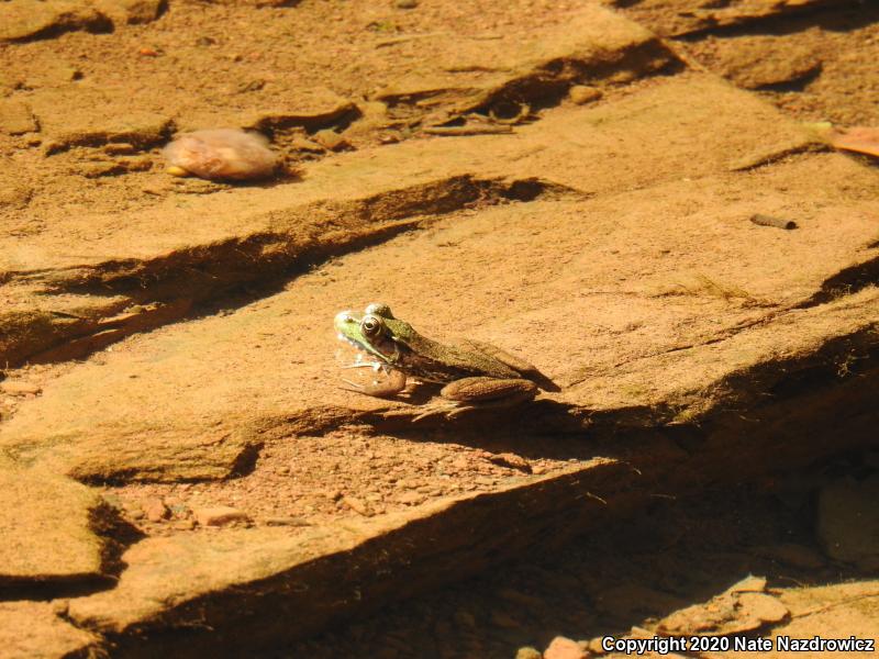 Green Frog (Lithobates clamitans)