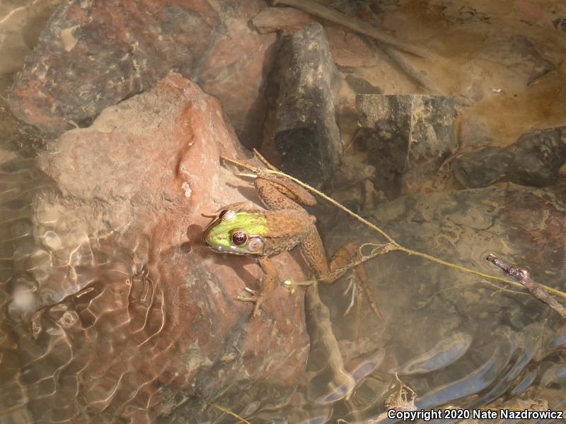 Green Frog (Lithobates clamitans)