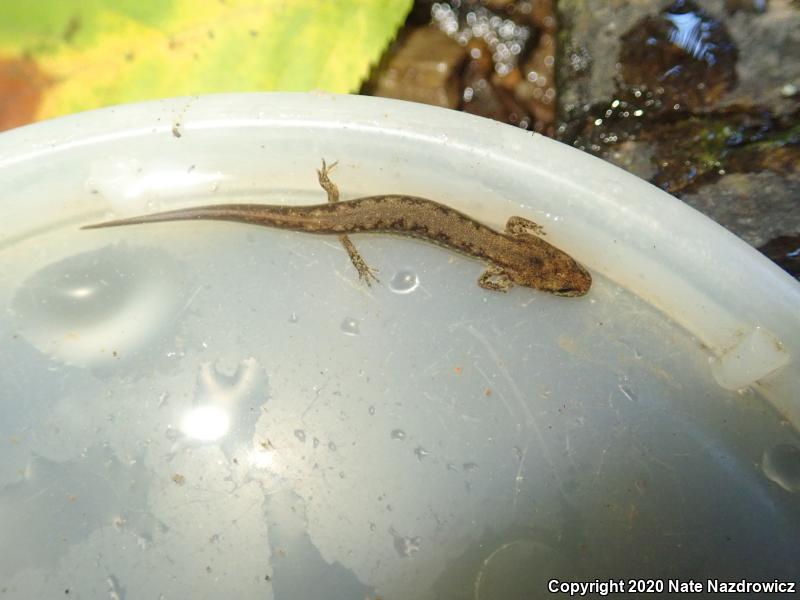 Northern Two-lined Salamander (Eurycea bislineata)