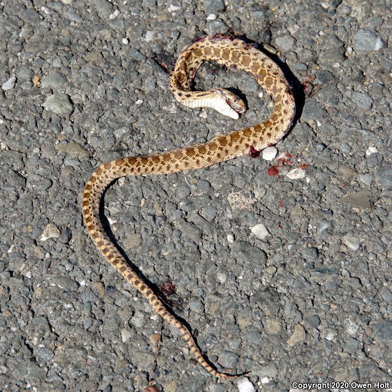 Pacific Gopher Snake (Pituophis catenifer catenifer)