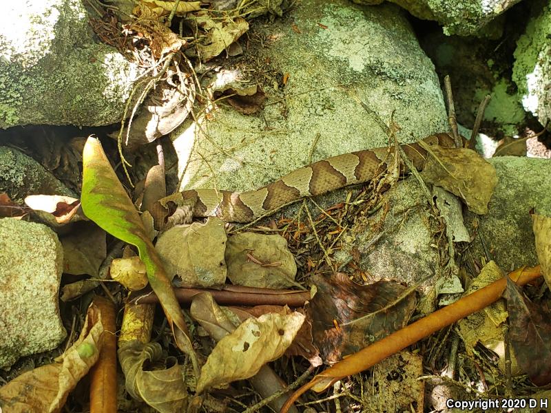 Northern  Copperhead (Agkistrodon contortrix mokasen)