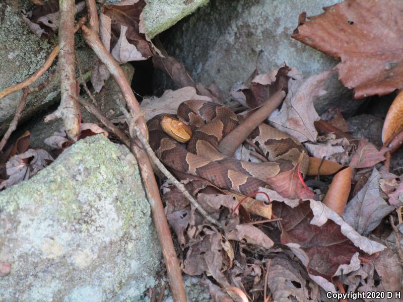 Northern  Copperhead (Agkistrodon contortrix mokasen)