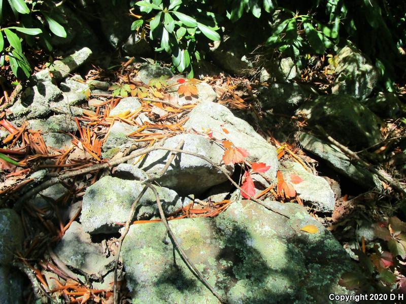 Timber Rattlesnake (Crotalus horridus)