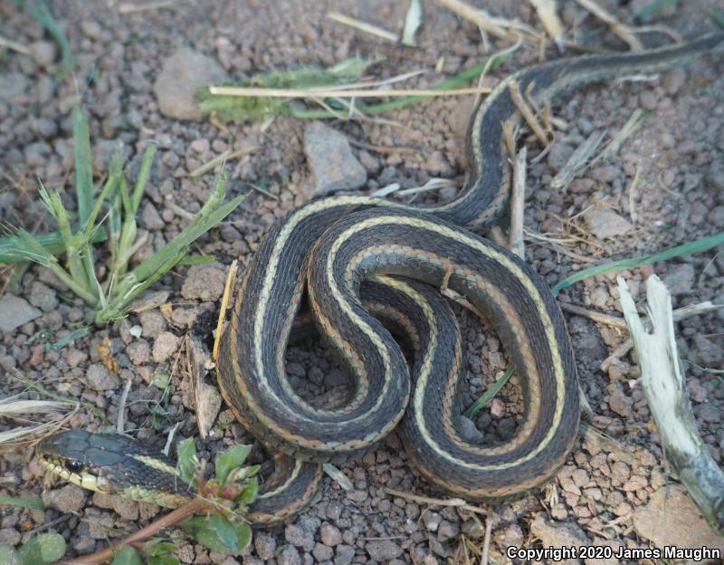 Coast Gartersnake (Thamnophis elegans terrestris)