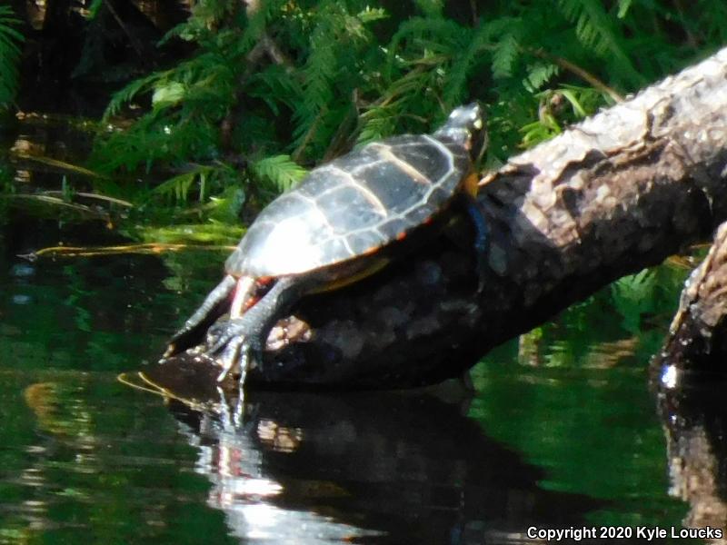 Eastern Painted Turtle (Chrysemys picta picta)