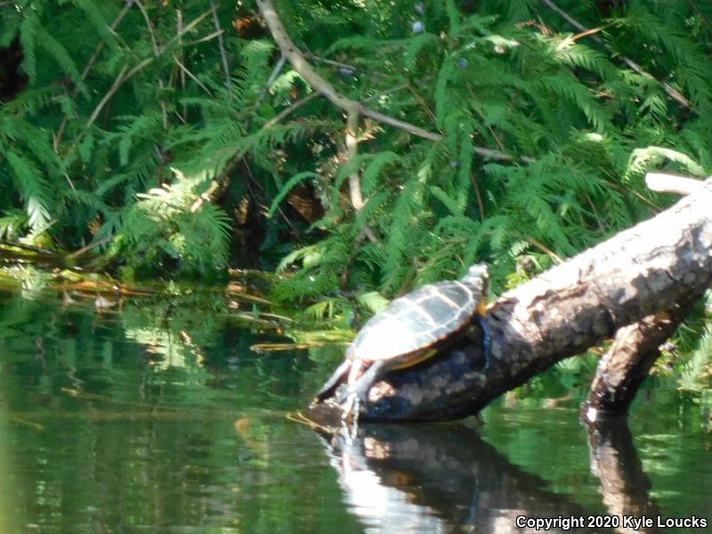 Eastern Painted Turtle (Chrysemys picta picta)