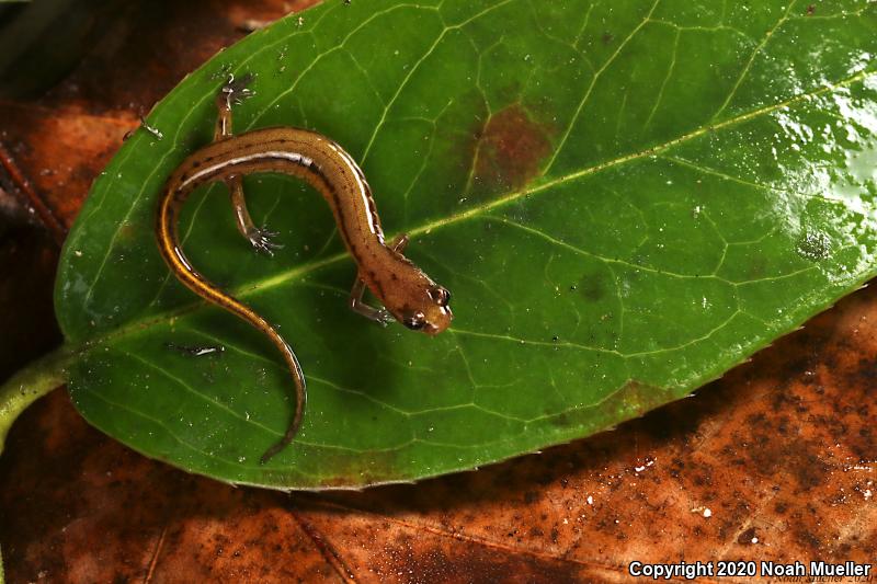 Patch-nosed Salamander (Urspelerpes brucei)
