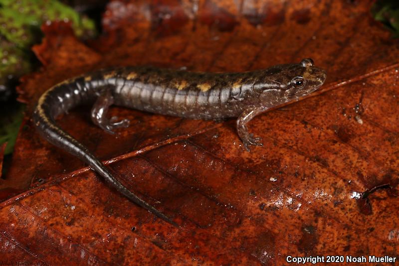 Ocoee Salamander (Desmognathus ocoee)