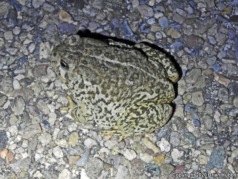 SouthWestern Woodhouse's Toad (Anaxyrus woodhousii australis)