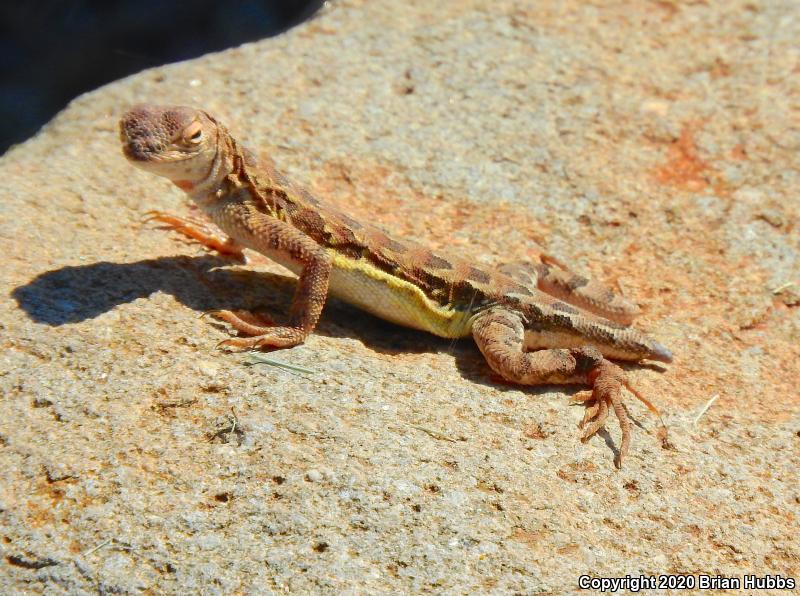 Elegant Earless Lizard (Holbrookia elegans)