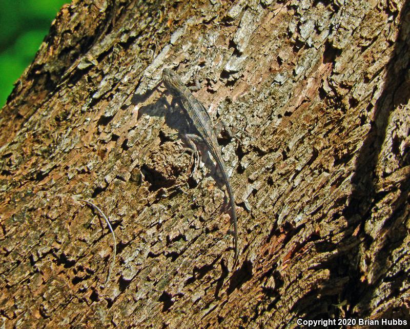 Ornate Tree Lizard (Urosaurus ornatus)