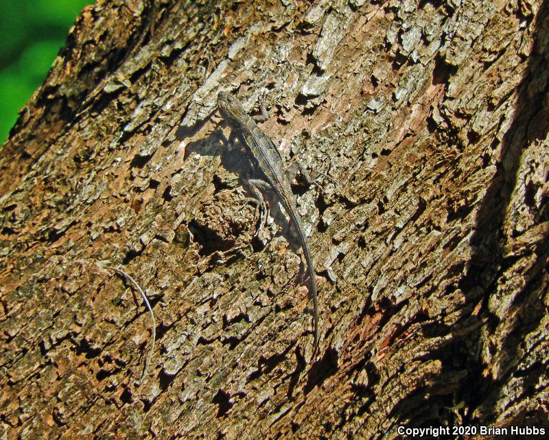 Ornate Tree Lizard (Urosaurus ornatus)