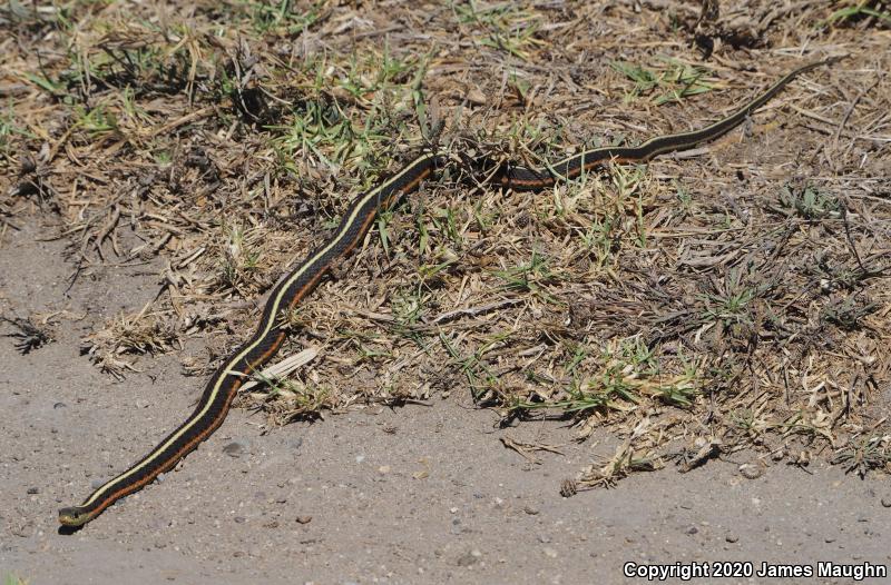 Coast Gartersnake (Thamnophis elegans terrestris)