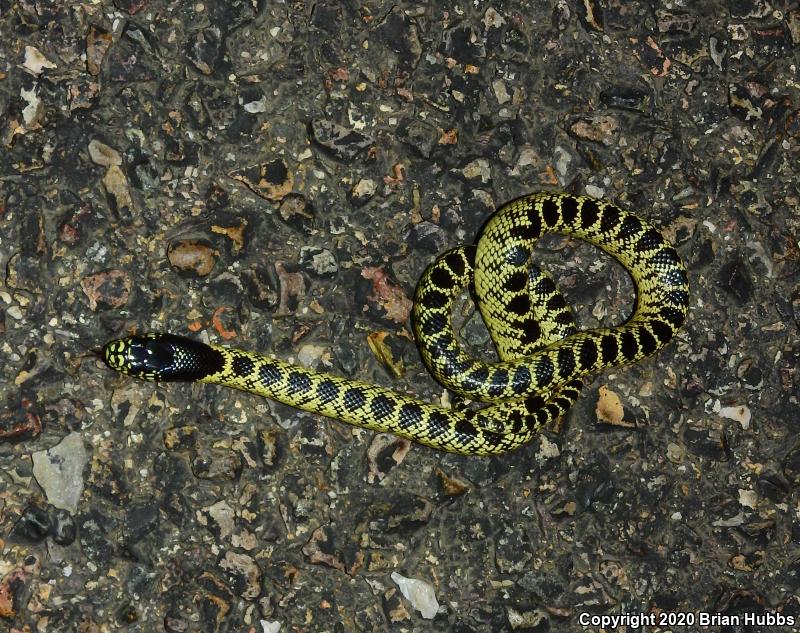 Desert Kingsnake (Lampropeltis getula splendida)