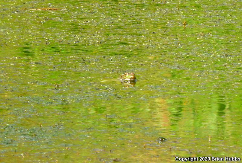 Chiricahua Leopard Frog (Lithobates chiricahuensis)